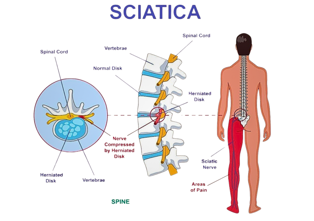 The Science of Chiropractic Adjustments